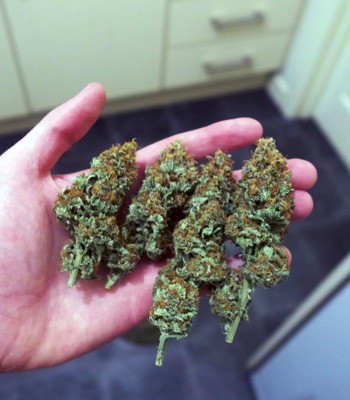 Шишки White Widow