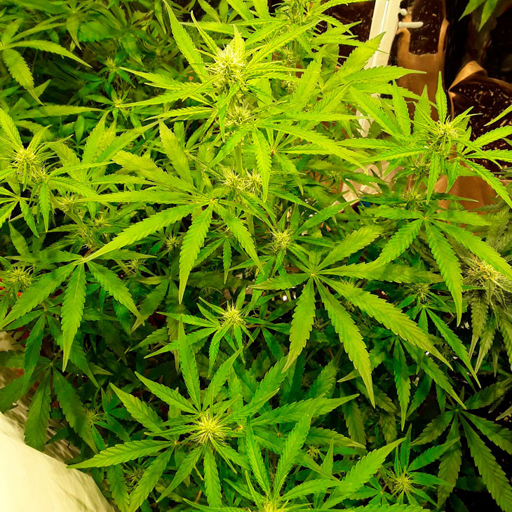 Формирование шишек Auto New York City на шестой неделе выращивания