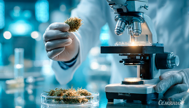 ТГК, КБД и другие каннабиноиды конопли Каннабис с богатым составом каннабиноидов