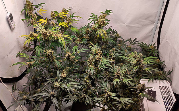 Подготавливаю марихуану к харвесту Завершение жизненного цикла