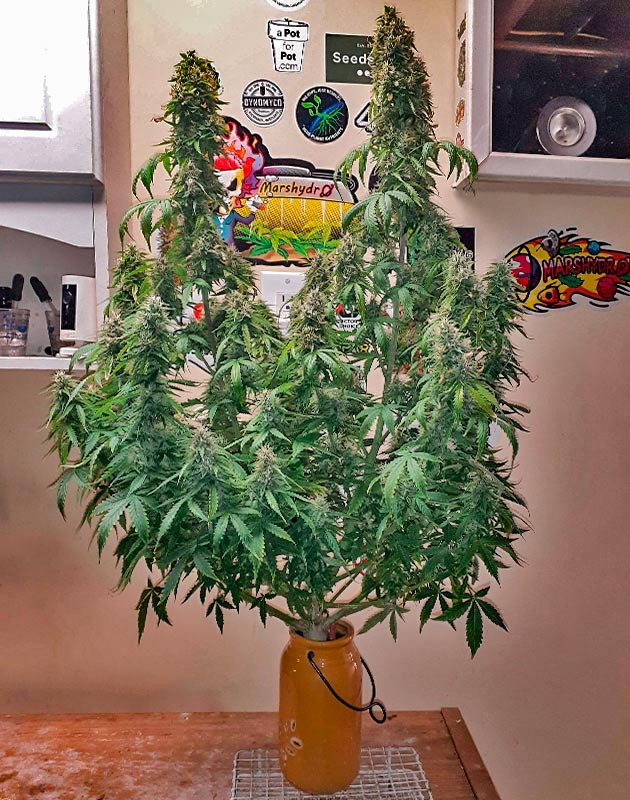 Куст Sour Diesel Auto на 10 неделе выращивания