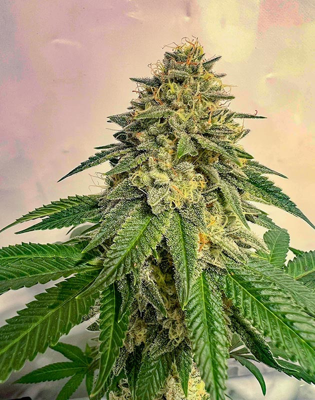 Начало промывки конопли Куст Marshmallow OG от Compound Genetics на 18-19 неделе