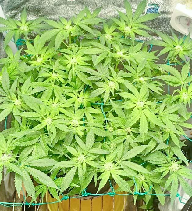 Каннабис на цветении после частичной дефолиации