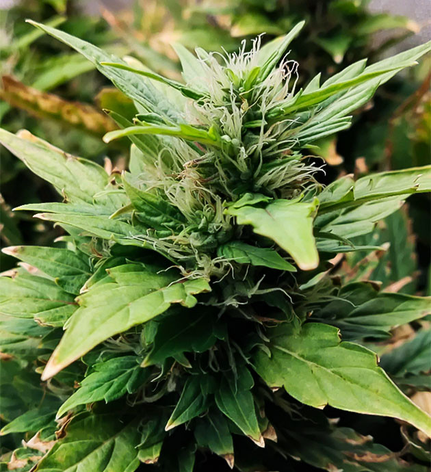 Соцветие с белыми пестиками на 12 неделе выращивания