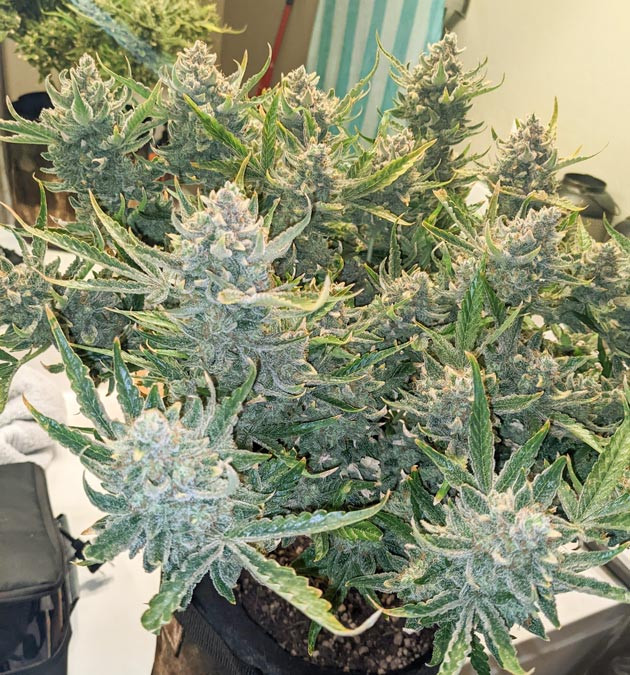 Активная фаза промывки