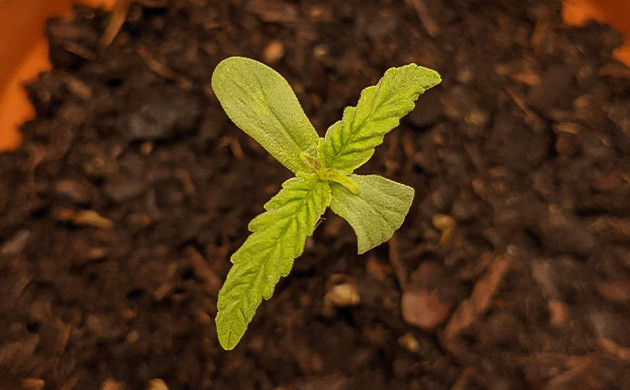 Первая неделя выращивания Ростки Critical Kush Auto