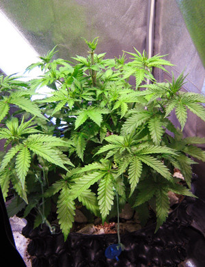 Здоровый куст Auto AK