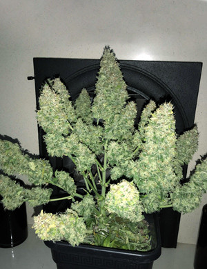 Урожай сорта конопли + Speed Auto