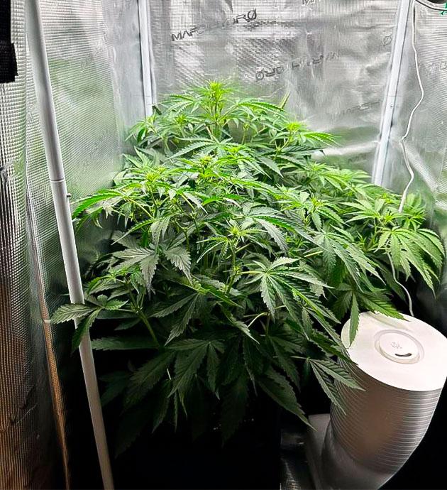 Марихуана на 5 неделе роста
