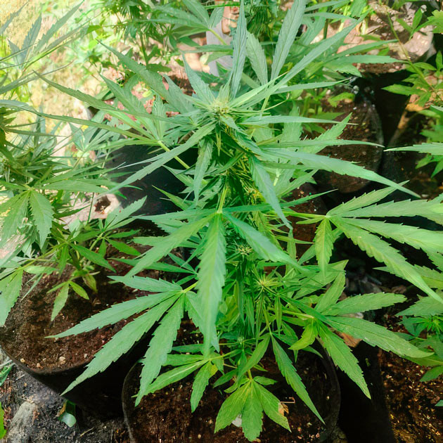 Появление цитрусовых и сладких нот у марихуаны Titan F1 Auto ростом 60 см