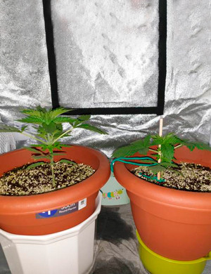 Установка подпорки на один из кустов