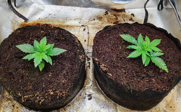 Небольшие ростки в гроубоксе