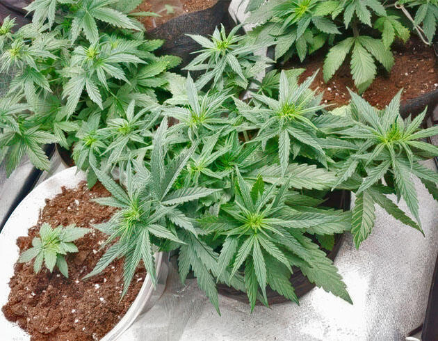 Марихуана на 4 неделе роста