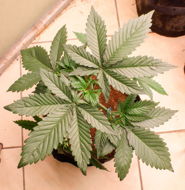 Вегетация марихуаны