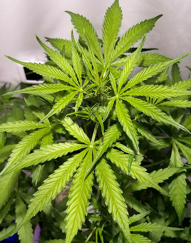 Вегетация марихуаны