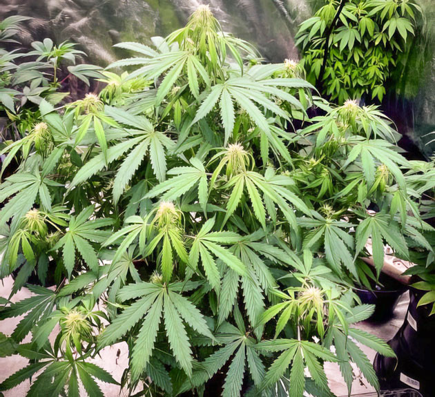 Куст Strawberry Gorilla Auto на 7 неделе выращивания