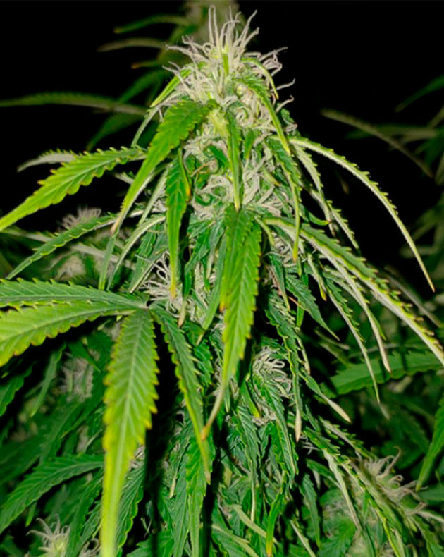 Соцветие Lemon Pie Auto