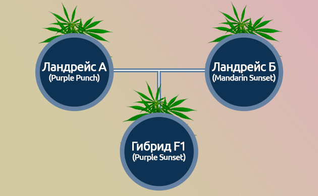 Создание сортов каннабиса F1