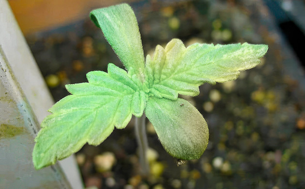 Подкормка рассады после прорастания семян