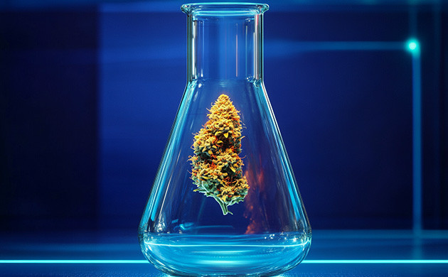 Генетическая предрасположенность марихуаны