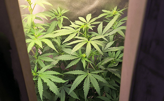 Самодельный гроутент