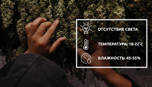 Сушка шишек конопли