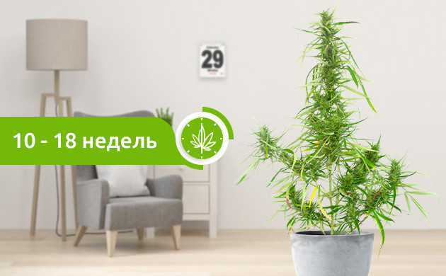 Созревание сативы 10-18 недель