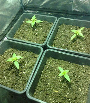 Стадия вегетации Ростки марихуаны Black Jack Auto в 1 неделю выращивания