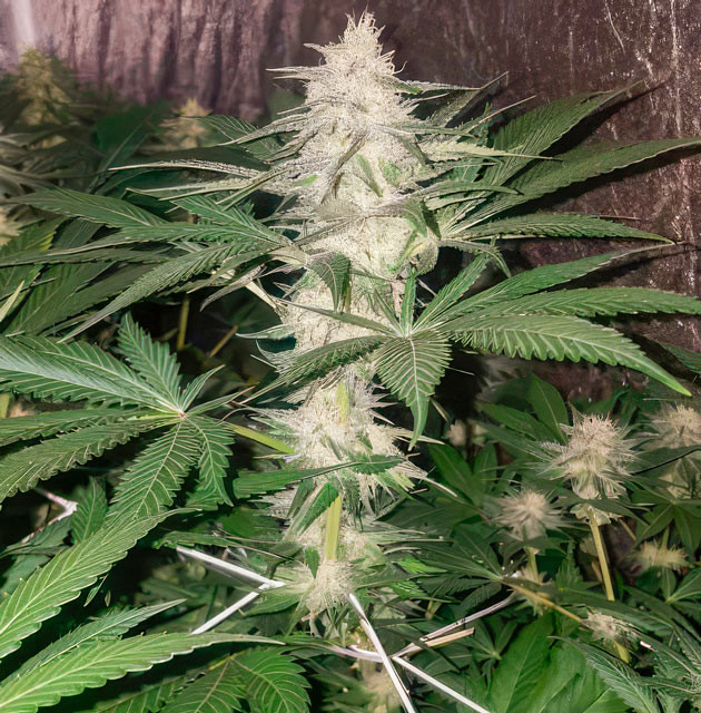 Конопля на 10 неделе выращивания