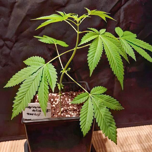 Росток Tropicana Cookies FF fem от FastBuds на 3 неделе