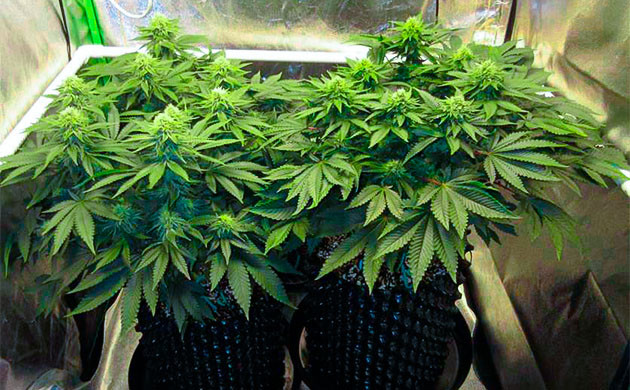 Кусты в гроубоксе высотой 70 см