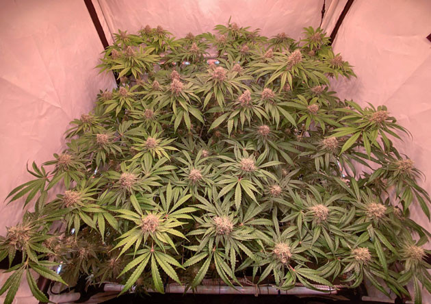 Окрашивание соцветий в фиолетовый цвет