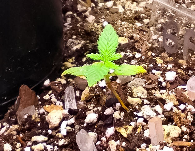 Росток сорта Godfather OG Auto ростом 3 - 3,5 см