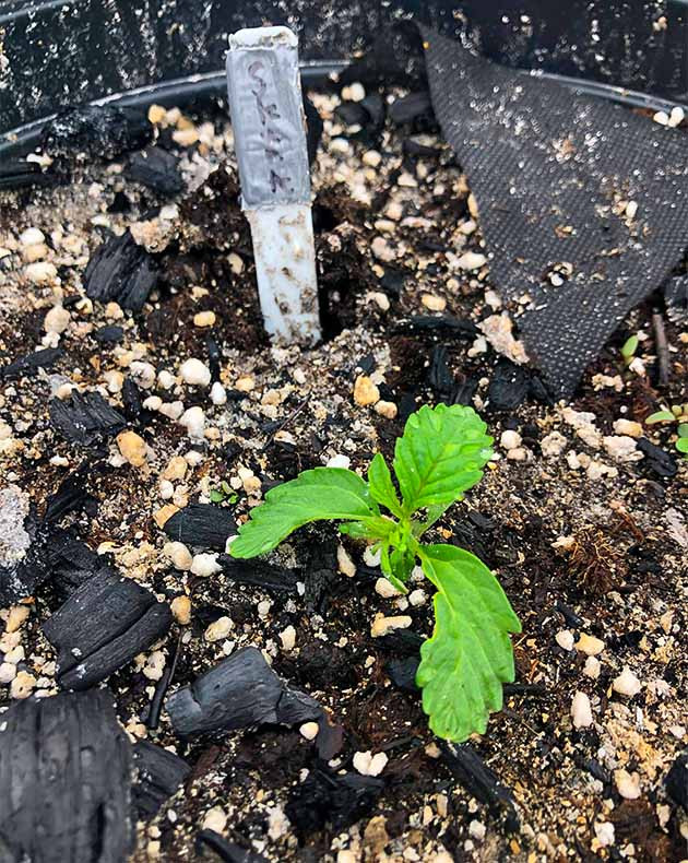 Росток конопли высотой 5 см