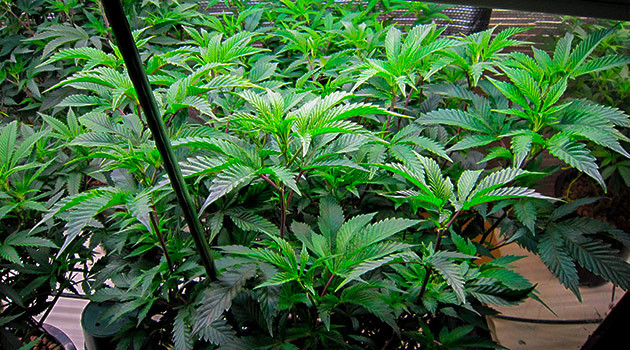 Тренировка растения DDoS #33 Тренировка куста DDoS #33