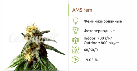 Сорт конопли A.M.S A.M.S от GHS