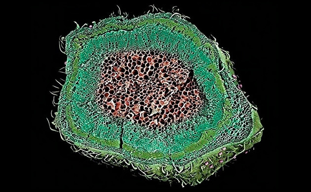 Стебель конопли в разрезе