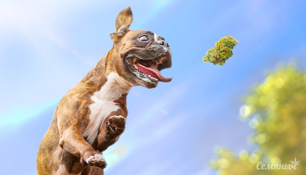 Сорта конопля для бодрости Бодрое настроение