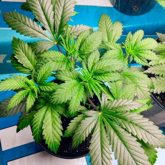 Куст Jealousy Kush fem на стадии вегетации