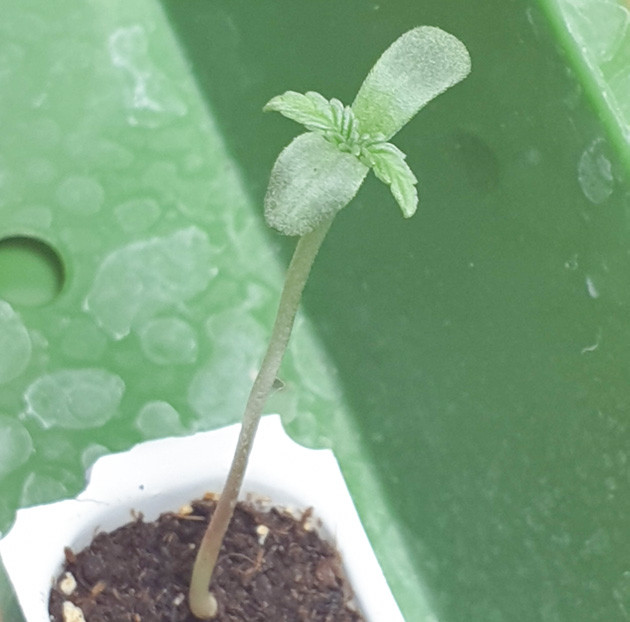 Проращивание Wedding Cake Auto