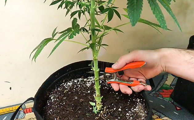 Обрезка нижних ветвей