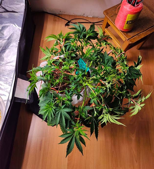 Стимуляция цветения сорта Dozy Doz Перевод на цветение растения Dozy Doz