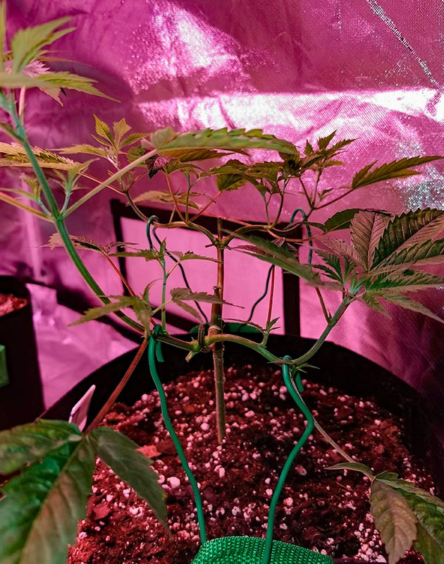 Куст Gorilla Glue от Monster Genetics на 5-6 неделе