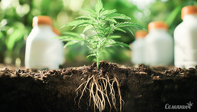 Вегетация конопли: основы и важность Этапы вегетации конопли