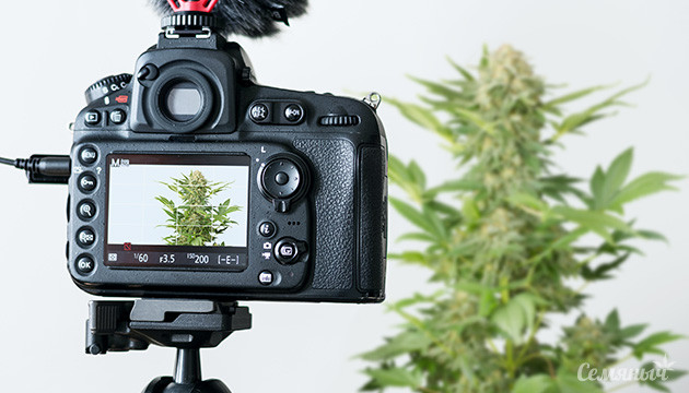 Фотографирование куста