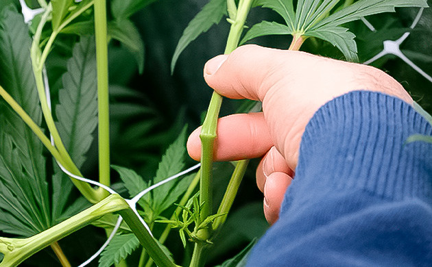 Методы тренировок конопли