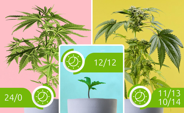 Режимы освещения для марихуаны