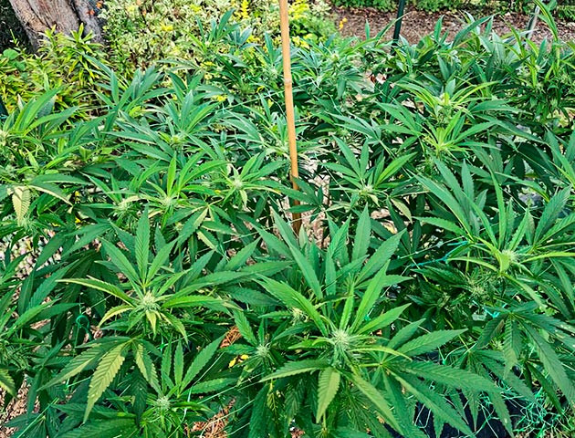 Куст Gorilla Cookies FF от FastBuds на 20 неделе