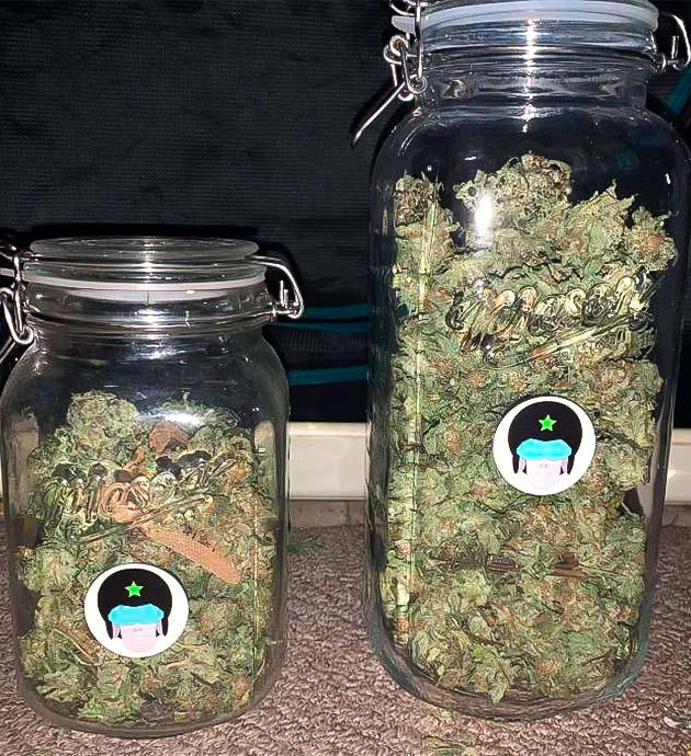 Собранные шишки конопли