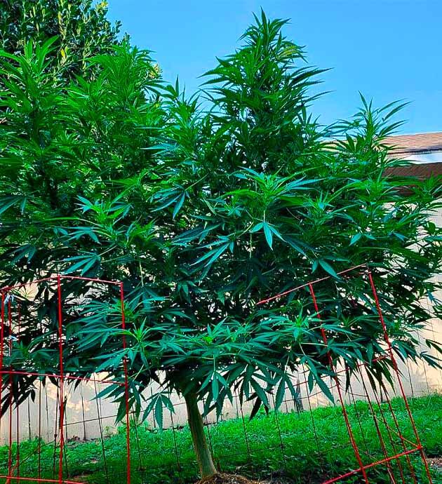 Полив и уход за каннабисом в сильную жару Здоровая конопля на фоне жаркой погоды